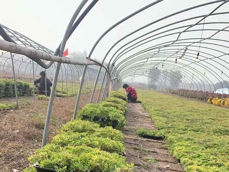 贵州省屋顶绿化种植佛甲草多少钱，佛甲草的原产地是哪