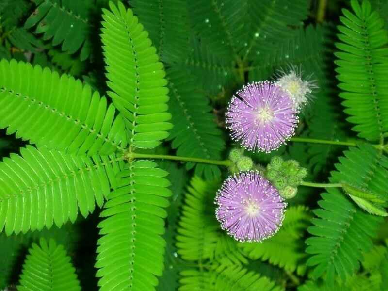 含羞草在冬季种植可以吗