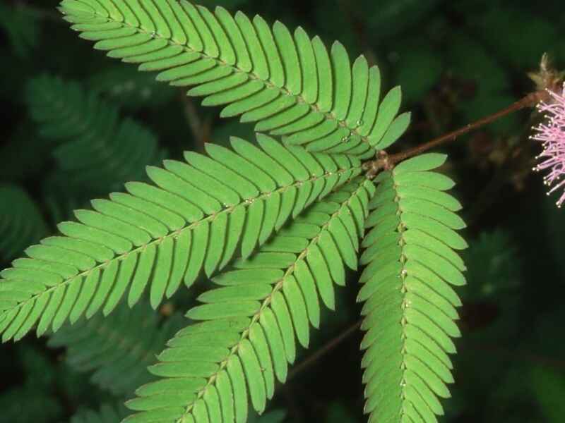 含羞草种植的时候需提前浸泡吗，冬季可以开花吗