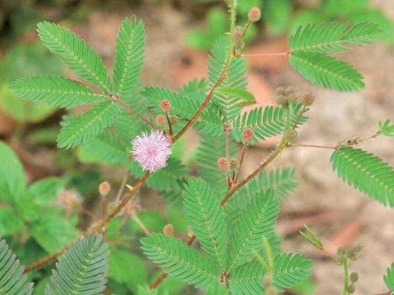 含羞草种子种植的方法是什么，种植后如何管