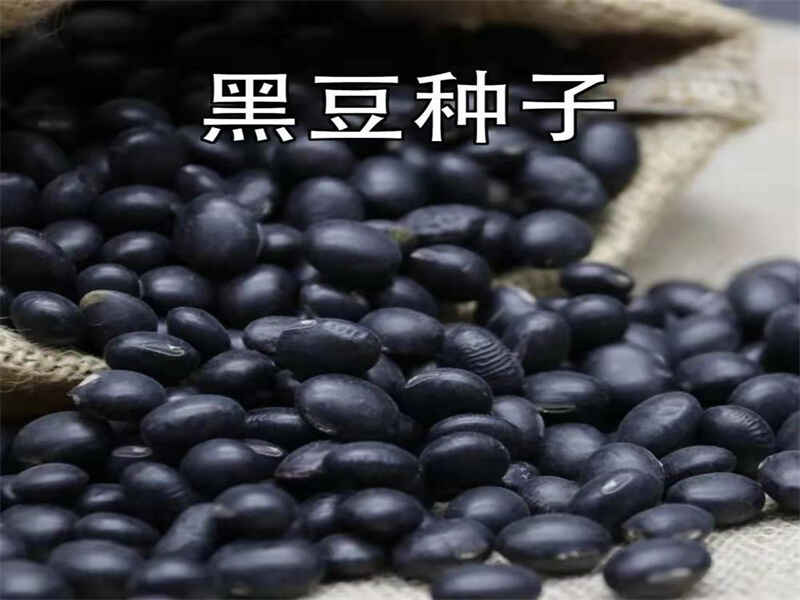 黑豆种植适合的温度