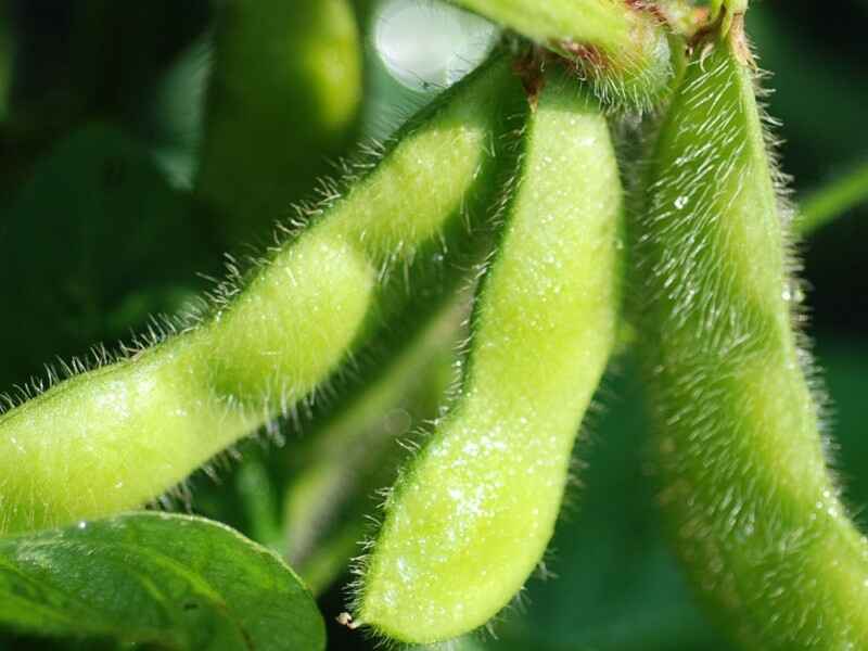 黑豆种子可以在陕西地区种植吗陕西适合生长吗