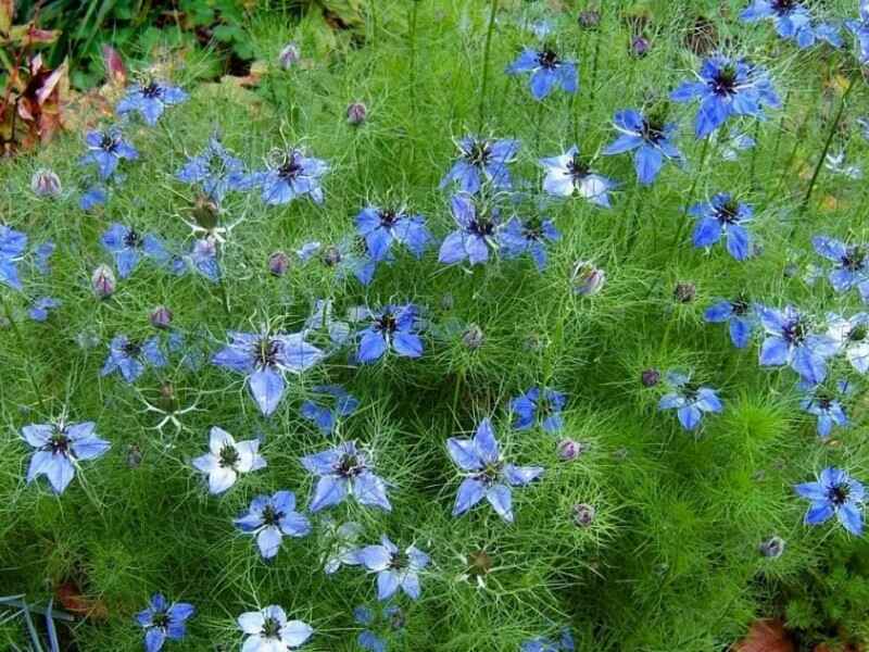 黑种草种植什么时候种植最好，夏季能种植吗