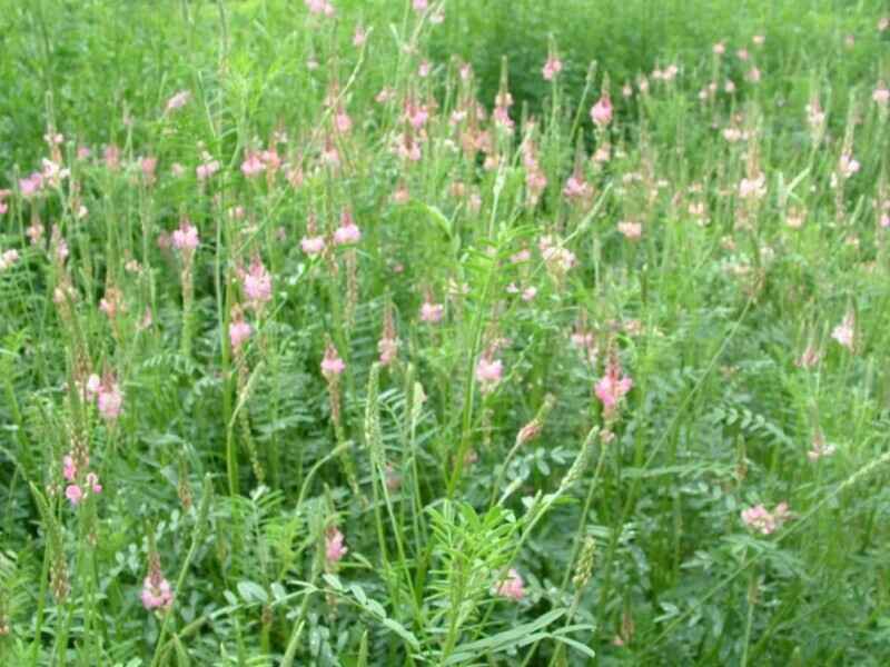 红豆草种子南方种植适合吗红豆草种需要在水里浸泡吗.