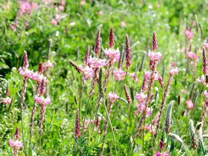 红豆草种子种植在东北种植效果好吗6月份可以种植吗