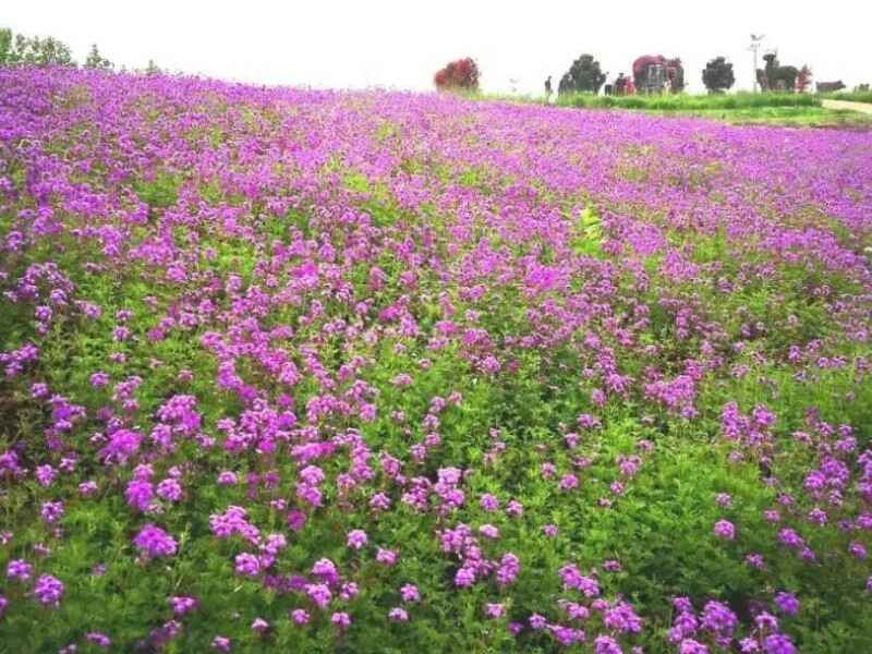 红三叶种子种植一亩地需要多少种植后有什么价值