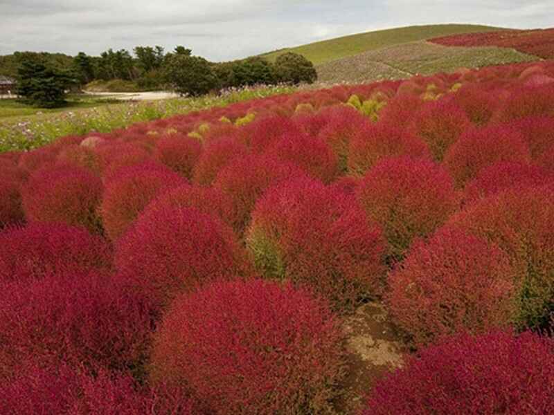 红叶地肤隔年能发芽吗，种植后多久可以开花