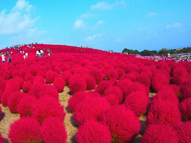 红叶地肤几月种植效果好