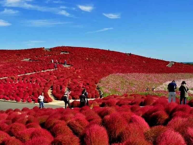 红叶地肤秋季会枯萎吗