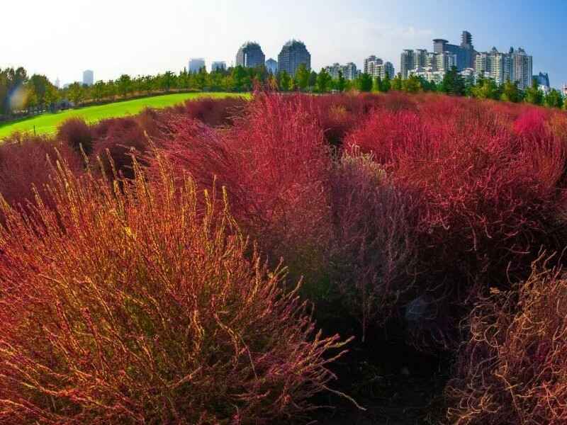 红叶地肤种植的方法是什么，会开花吗.