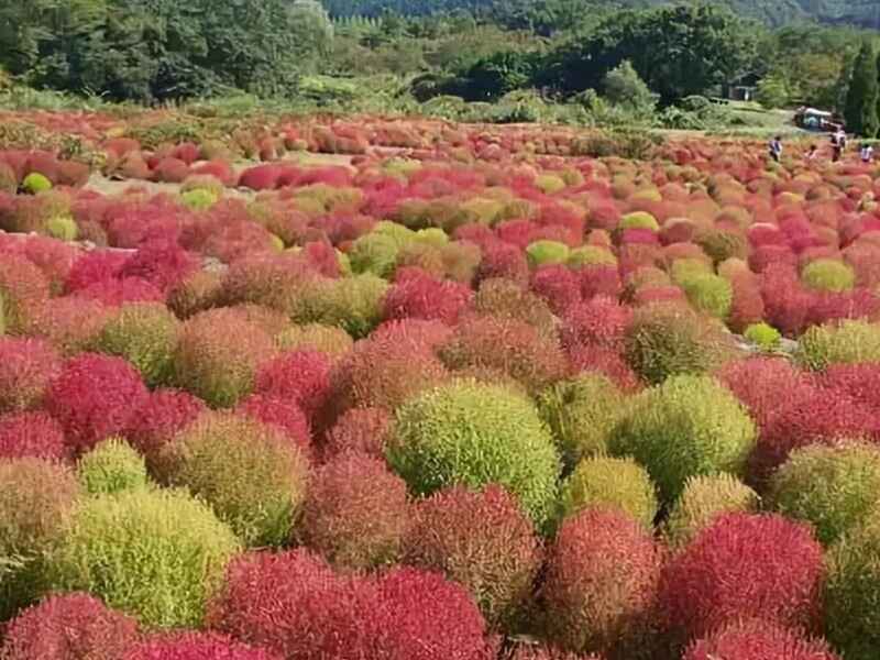 红叶地肤种植多久浇水施肥