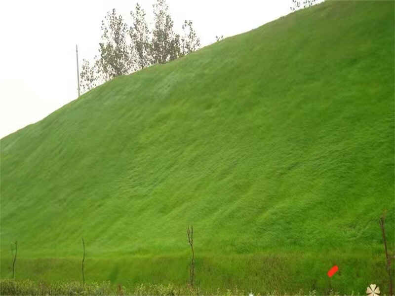 护坡高羊茅种子是四季常绿吗护坡高羊茅种子种植温度是多少