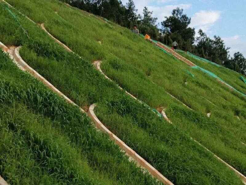 护坡高羊茅种子怎么种适合北方种植吗.