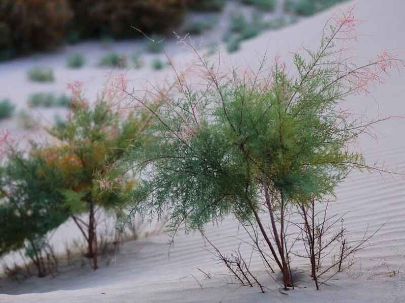 花棒繁殖的方式是什么，采集种子的时间