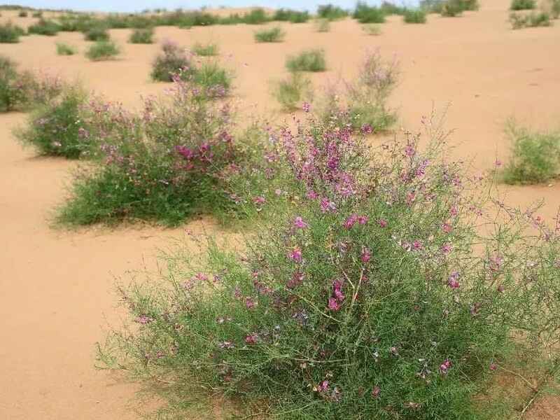 花棒是多年生牧草吗自我繁殖能力强吗