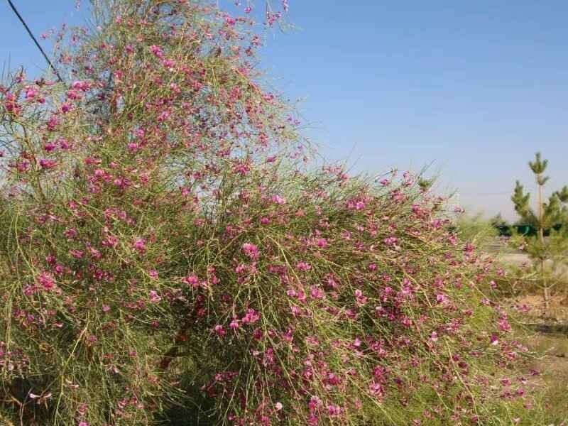 花棒种子的种植方法