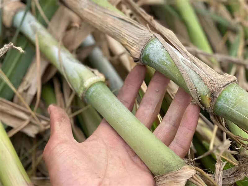 皇竹草几月种植效果好