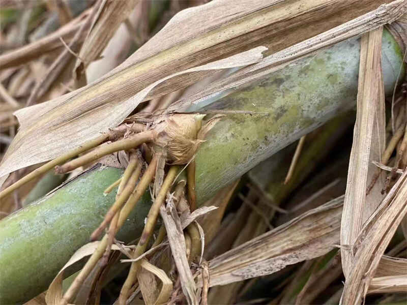 皇竹草种子种植后几天可以发芽一个月可以收割吗