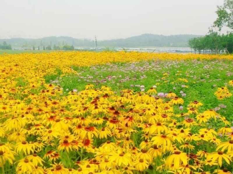 黄菊花繁殖方式有哪些