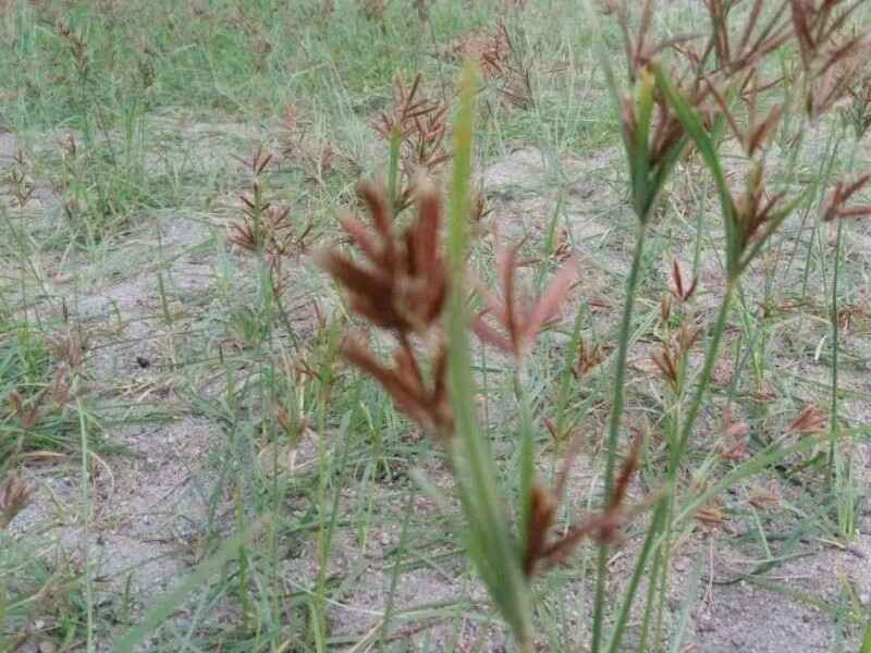 芨芨草适合东北地区种植吗