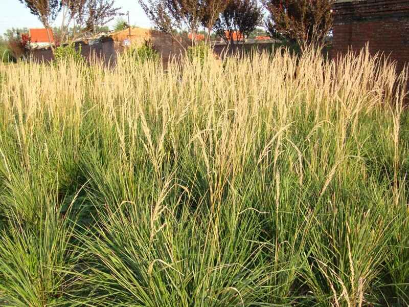 芨芨草适合南方种植吗，繁殖方法是什么