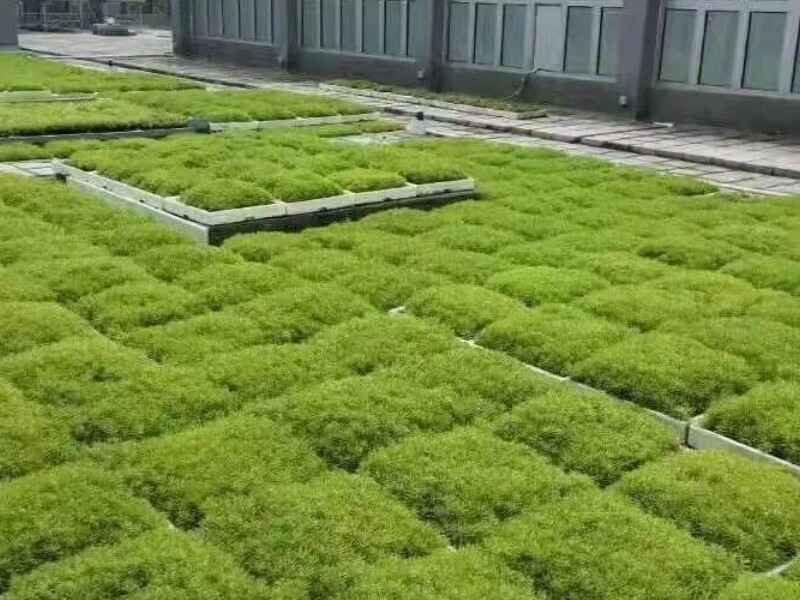 江西省屋顶绿化种植青叶佛甲草适合吗，种植后可以防水吗.