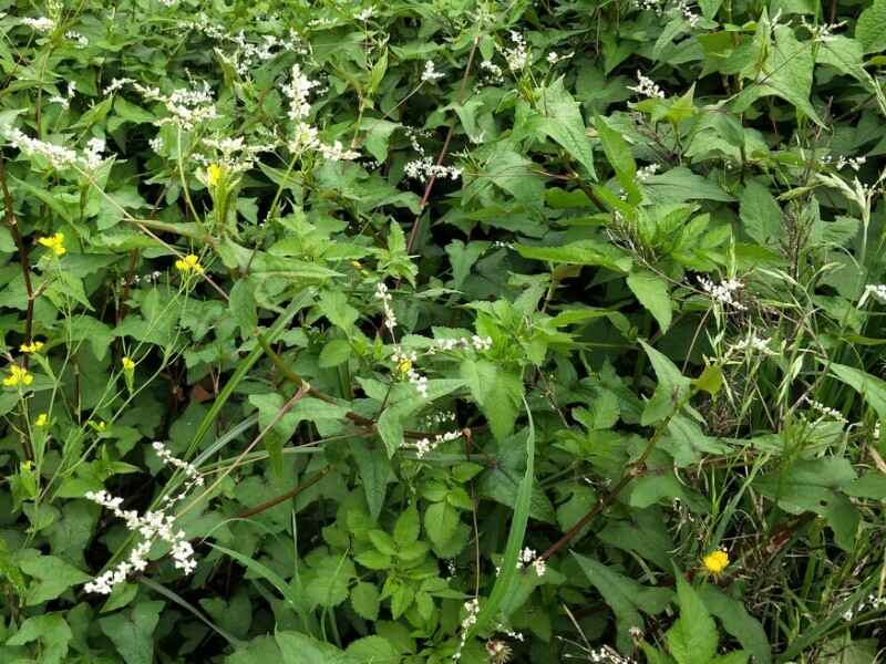 苦荞麦适宜什么地区种植