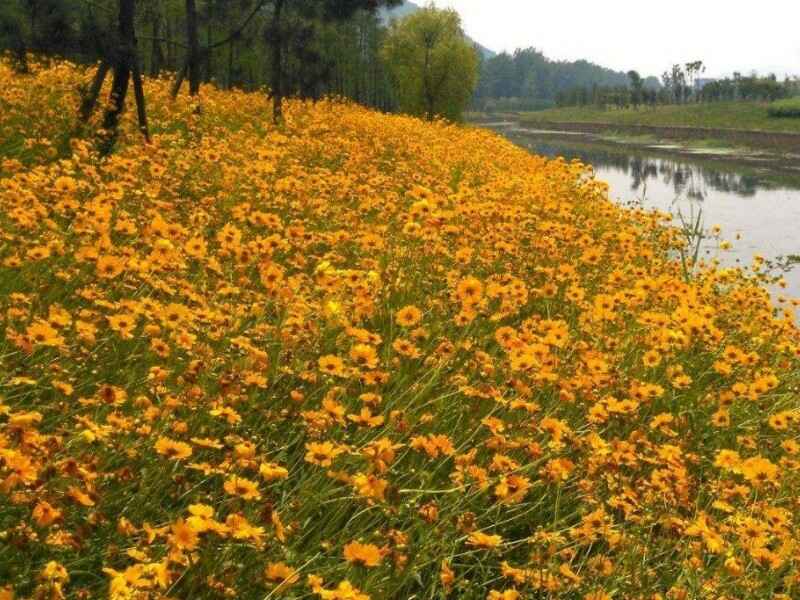 金鸡菊怎么能让植物更好的生长，需要防止病虫害吗.