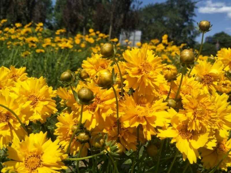 金鸡菊种植后有什么价值原产地是在哪里