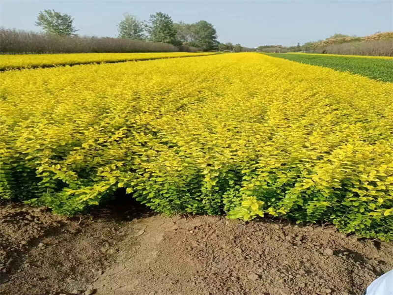 金叶女贞哪里价格最便宜，金叶女贞什么地方最多