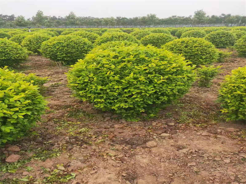 金叶女贞球哪里种植最多