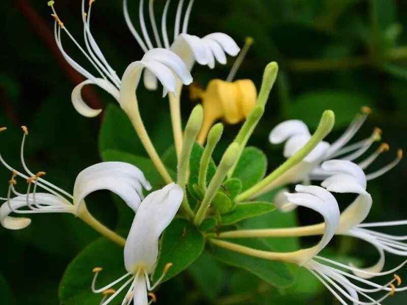 金银花种子价格.