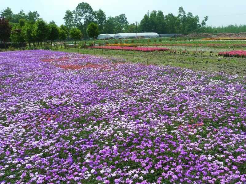 进口野花组合春季可以种植吗，适合什么时候种植