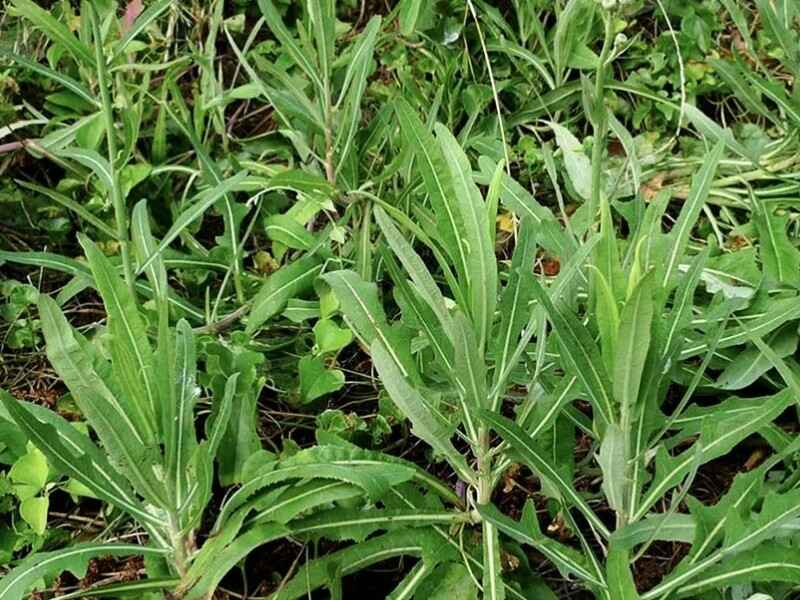 苦荬菜种子可以在陕西地区种植吗陕西适合生长吗