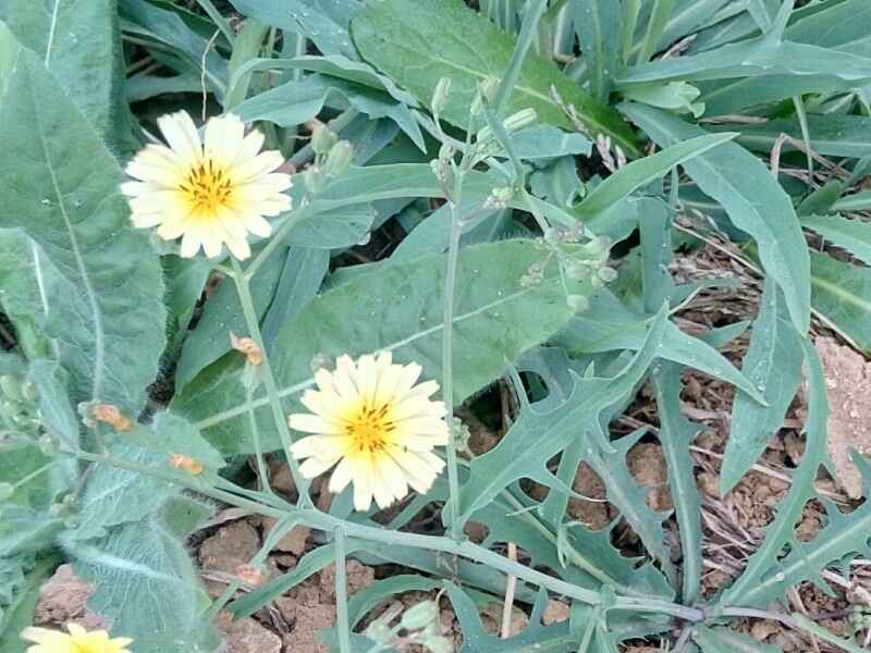 苦荬菜种子可以在水田种植吗苦荬菜水田种植多久收割