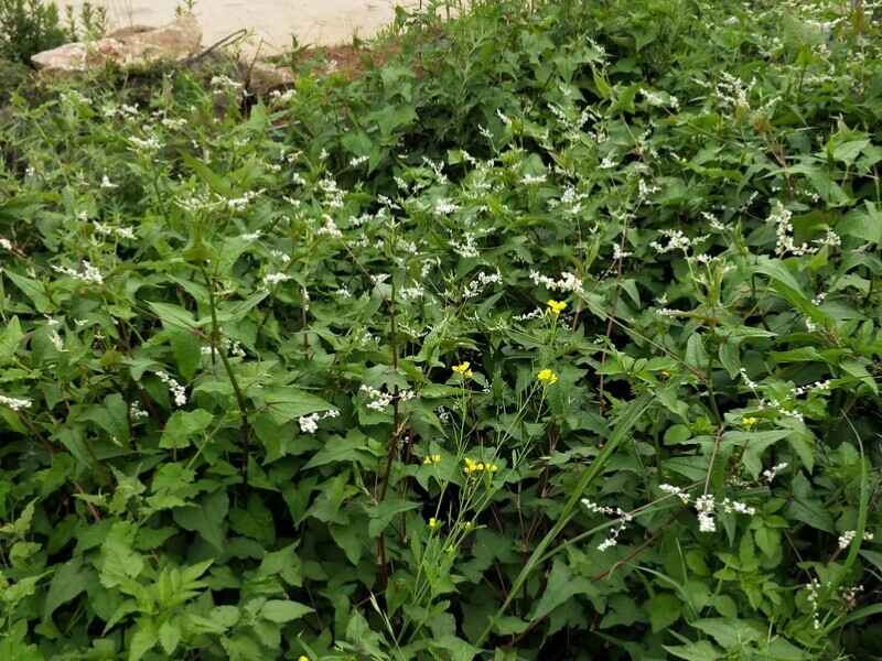 苦荞麦繁殖的方式是什么，种植后需要有除草吗