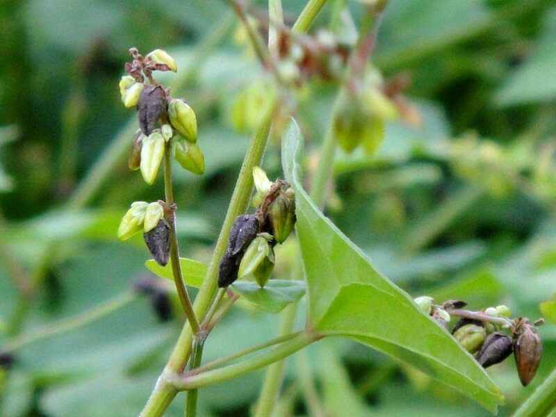 苦荞麦种子种植后可以养殖兔子吗每天喂几次牧草