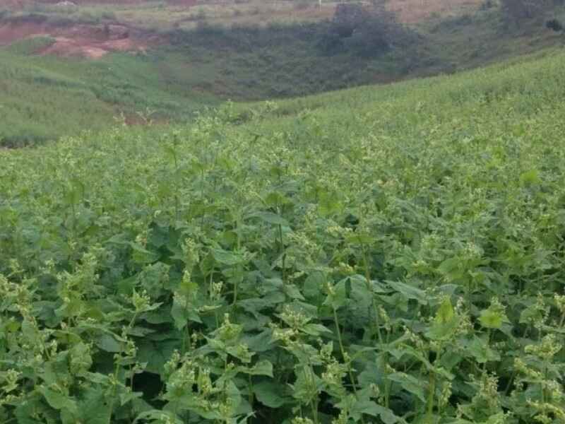 苦荞麦种子种植适合的温度是多少零下时可以生长吗