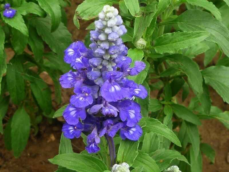 蓝萼鼠尾草冬季需要修剪吗，开花有香味吗.