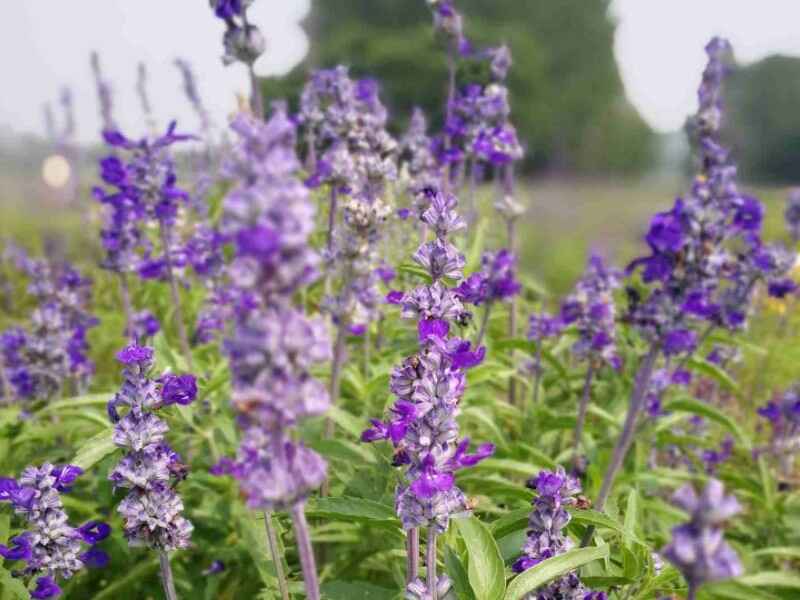 蓝萼鼠尾草开花时如何养护植物种植之后的花期是什么时候