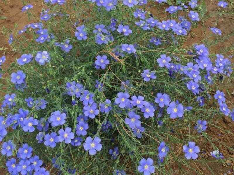 蓝花亚麻六倍种子种植很难发芽吗种植方法和时间.