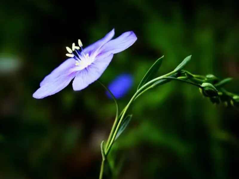 蓝花亚麻六倍种子种植后多久发芽花朵的颜色有几种.