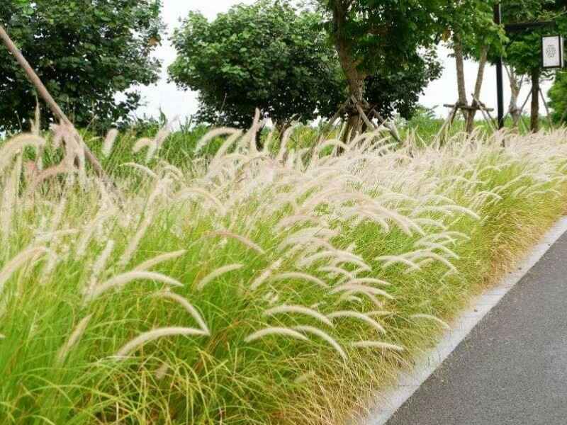 狼尾草是多年生牧草吗自我繁殖能力强吗