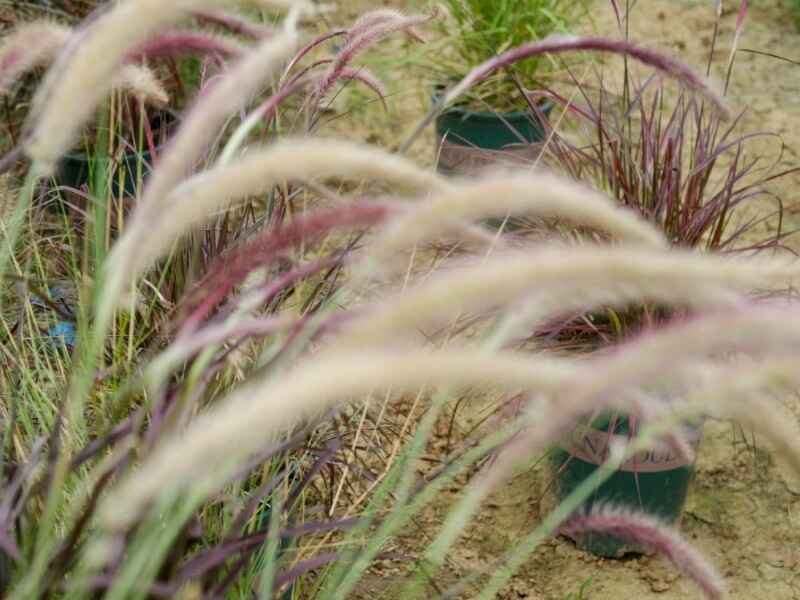 狼尾草种子的种植方法