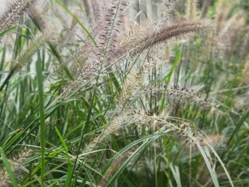 狼尾草种子冬天可以种植吗是多年生牧草吗