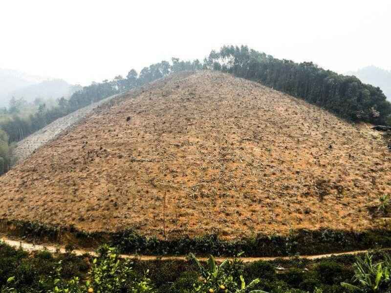 辽宁荒山绿化哪种植物更容易存活