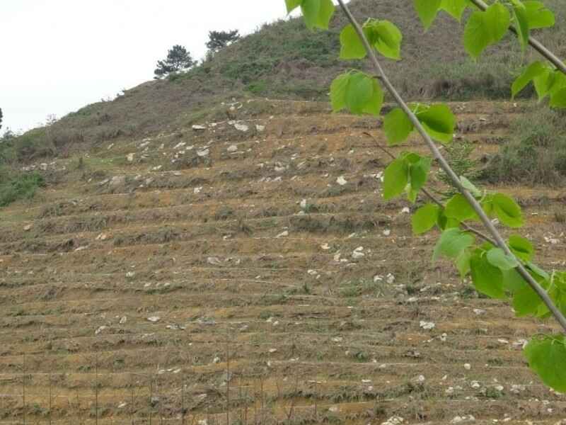 辽宁省荒山复绿种植什么