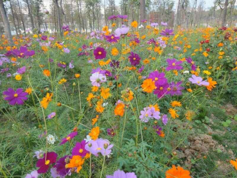 硫华菊冬季需要修剪吗，七八月份种植可以吗