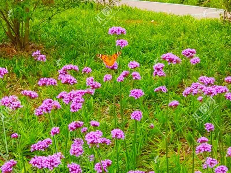 柳叶马鞭草什么时候种植，开花有香味吗