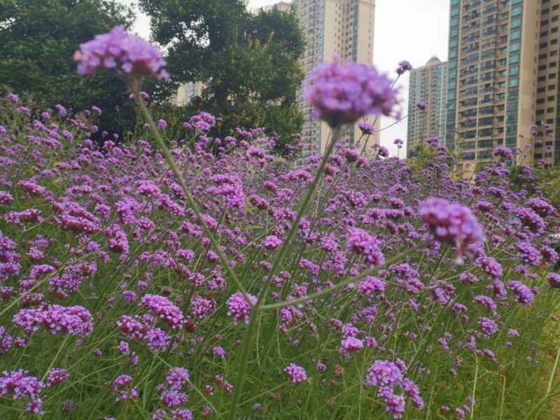 柳叶马鞭草种植后如何养护和管理